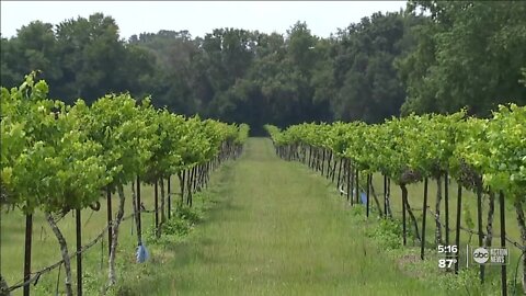 Local wineries bring Napa Valley feel to the Tampa Bay Area