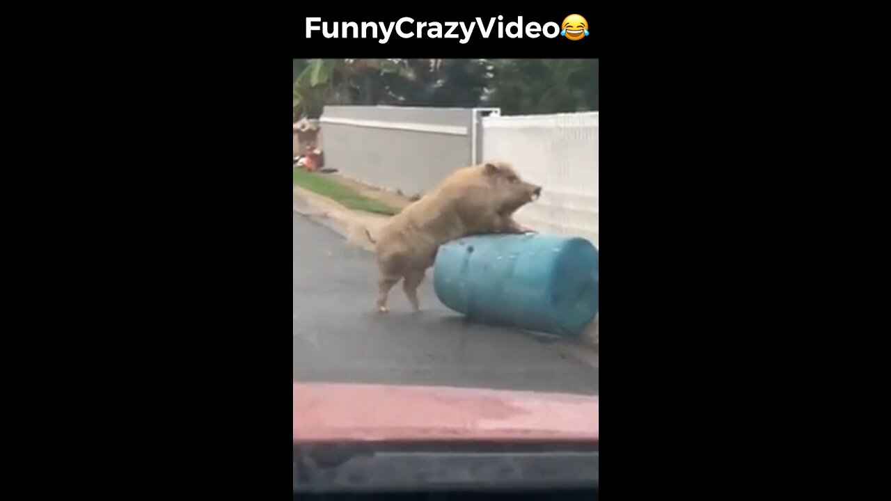 Mr FunnyCrazyVideo😂 Just Incredible Video Funny and Crazy #Like Follow for Follow 🥰