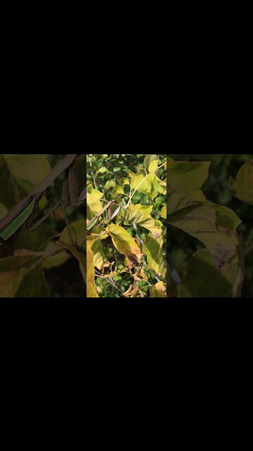 Praying Mantis - Part 2