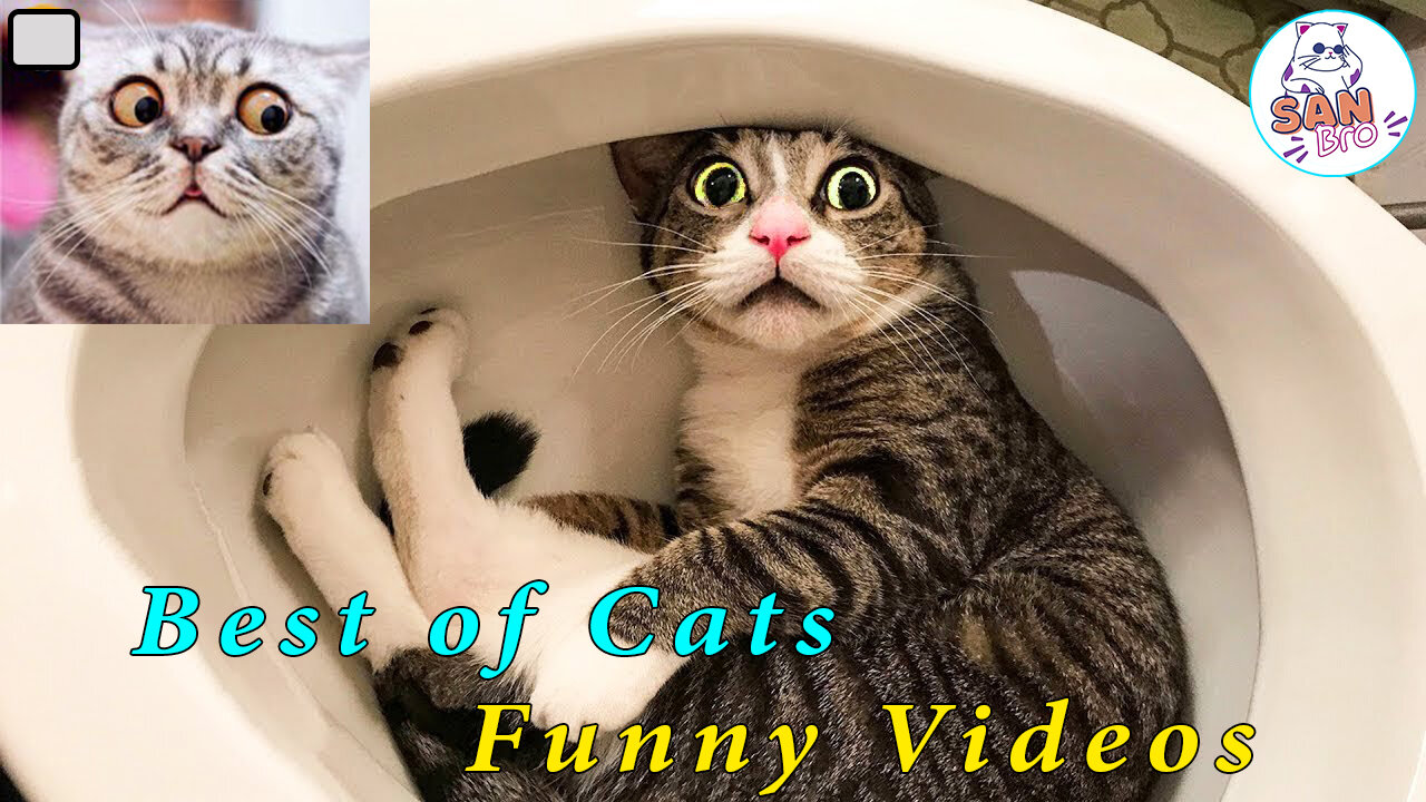 TOP 20 FUNNY VIDEOS OF CAT - FUNNY CAT COMPILATION 2023