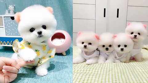 Cute_and_Funny_Pomeranian_Videos