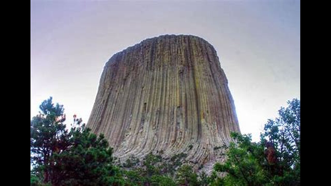 More Petrified Giant Tree Stumps