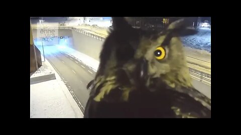 Eagle Owl checks out a traffic cam