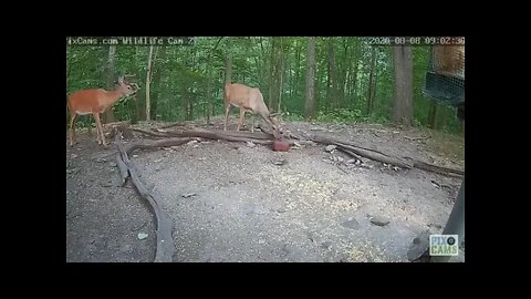 Frankie and Johnny antler across ones face