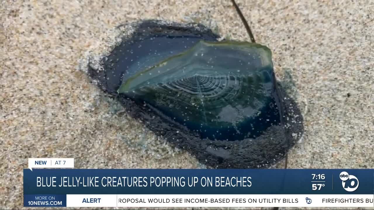 Strange blue, jellyfish-like blobs wash ashore in Pacific Beach