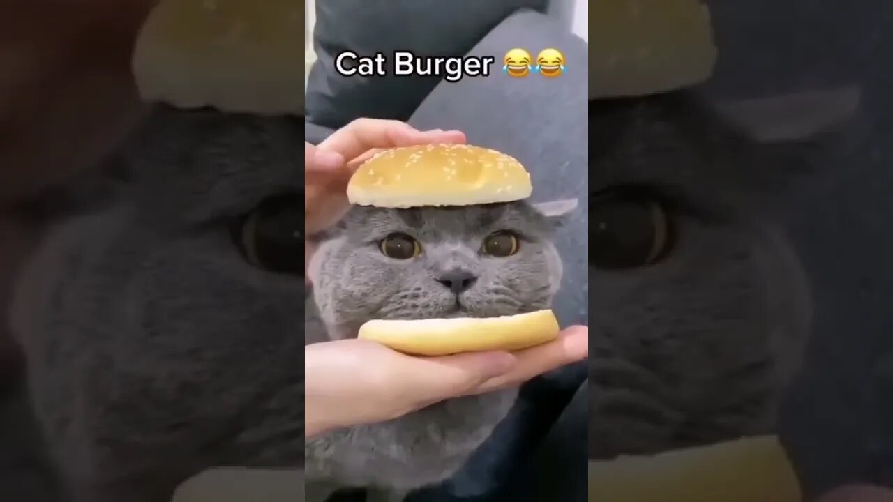 Cat burger🥰😍 #shorts #viral #shortvideo #cat #cats