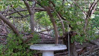 Warblers & Painted Buntings - Warbler ID help