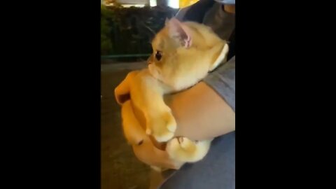 It's scary outside...Hold me tight, dad...🐈🐾👀 #shorts #cat #tiktok