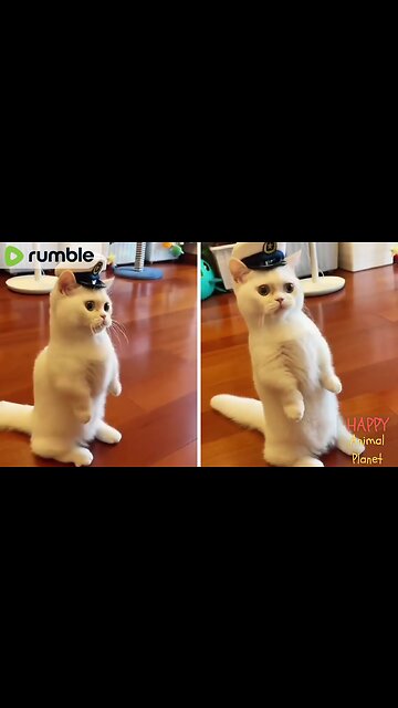 Funny and Cute Cat | This Cat is Pilot 😍