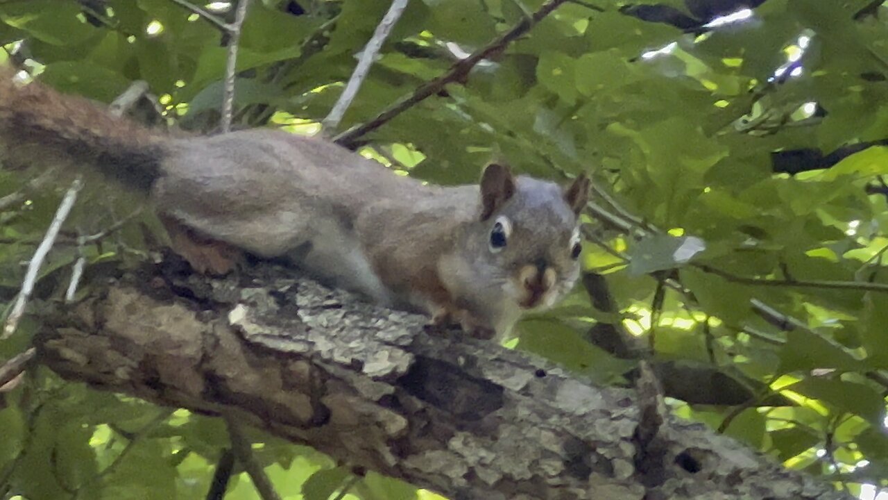 Red Tailed Squirrel close up