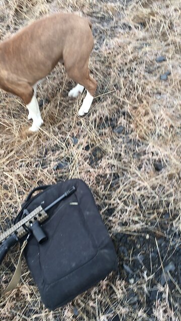 Looking for a female pit to mate with my male pit