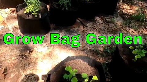 Planting a Grow Bag Garden