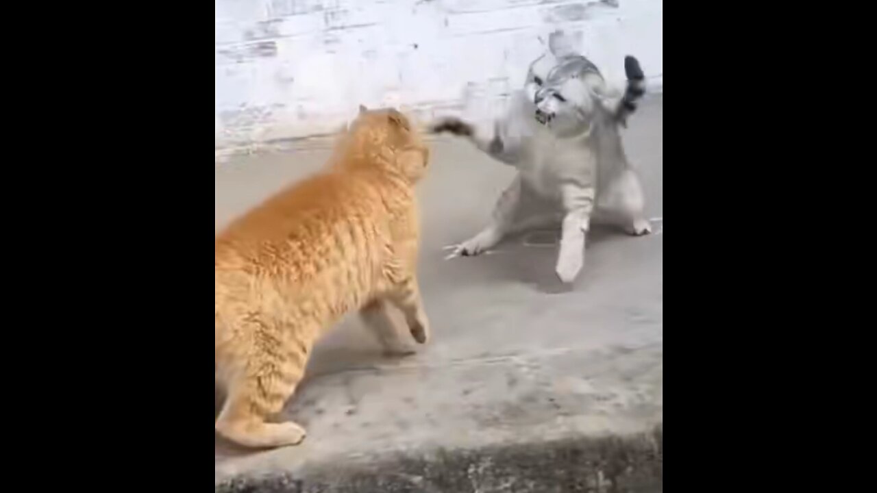 Cat fight