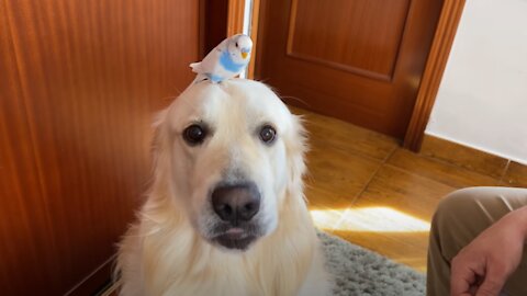 Trying To Teach a Dog to Hold a Bird on his head
