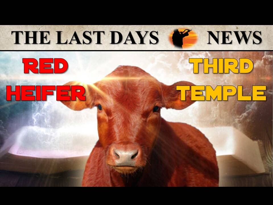 HUGE NEWS: Prophetic Excitement as Unblemished Red Heifers Soon Come of Age for Temple Sacrifice!