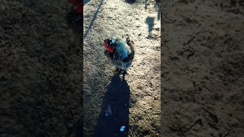 Curly. one of our Roosters