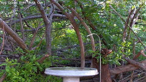 Common Yellowthroat warbler