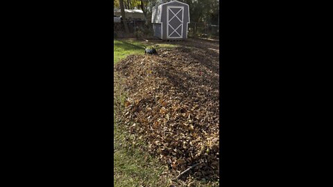 Kirby playing in the leaves