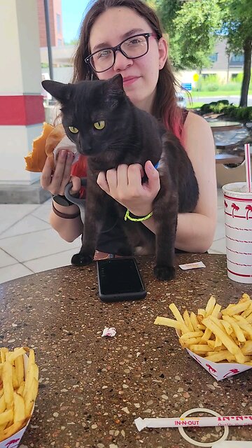 Cat At In And Out Burger