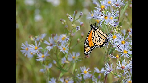 Vaudreuil-Dorion devient Ville amie des monarques