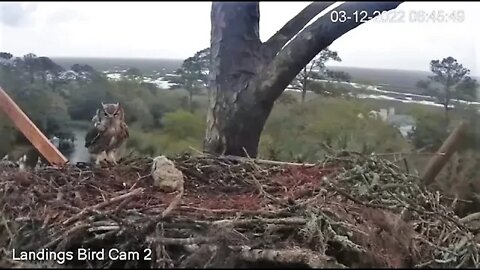 Mom Returns from Her Morning Break 🦉 3/12/22 06:45