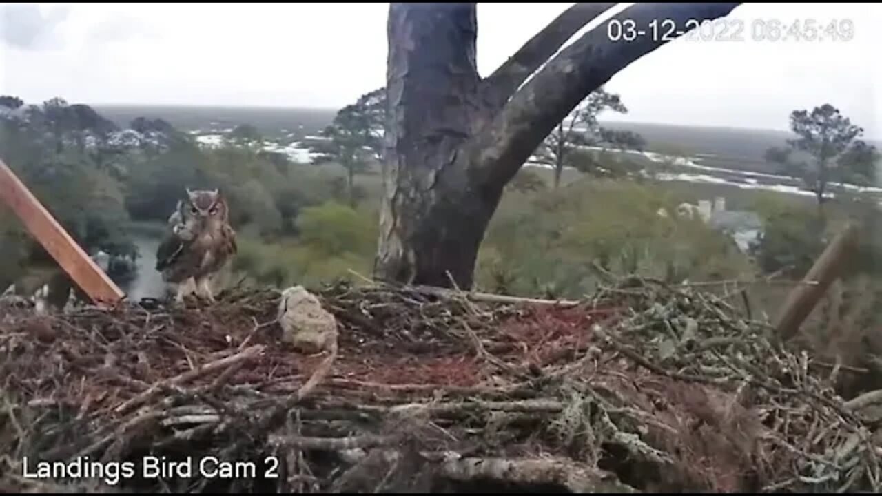 Mom Returns from Her Morning Break 🦉 3/12/22 06:45
