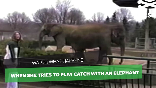 She Jokingly Throws Item At Elephant To Catch, Animal’s Response Left Me In Stitches