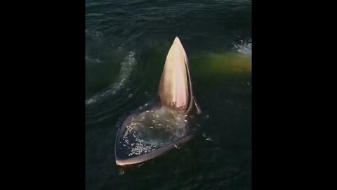 Eden's Whale Trap - Thailand