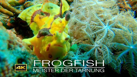 FROGFISH, Meister der Tarnung (Anglerfisch)