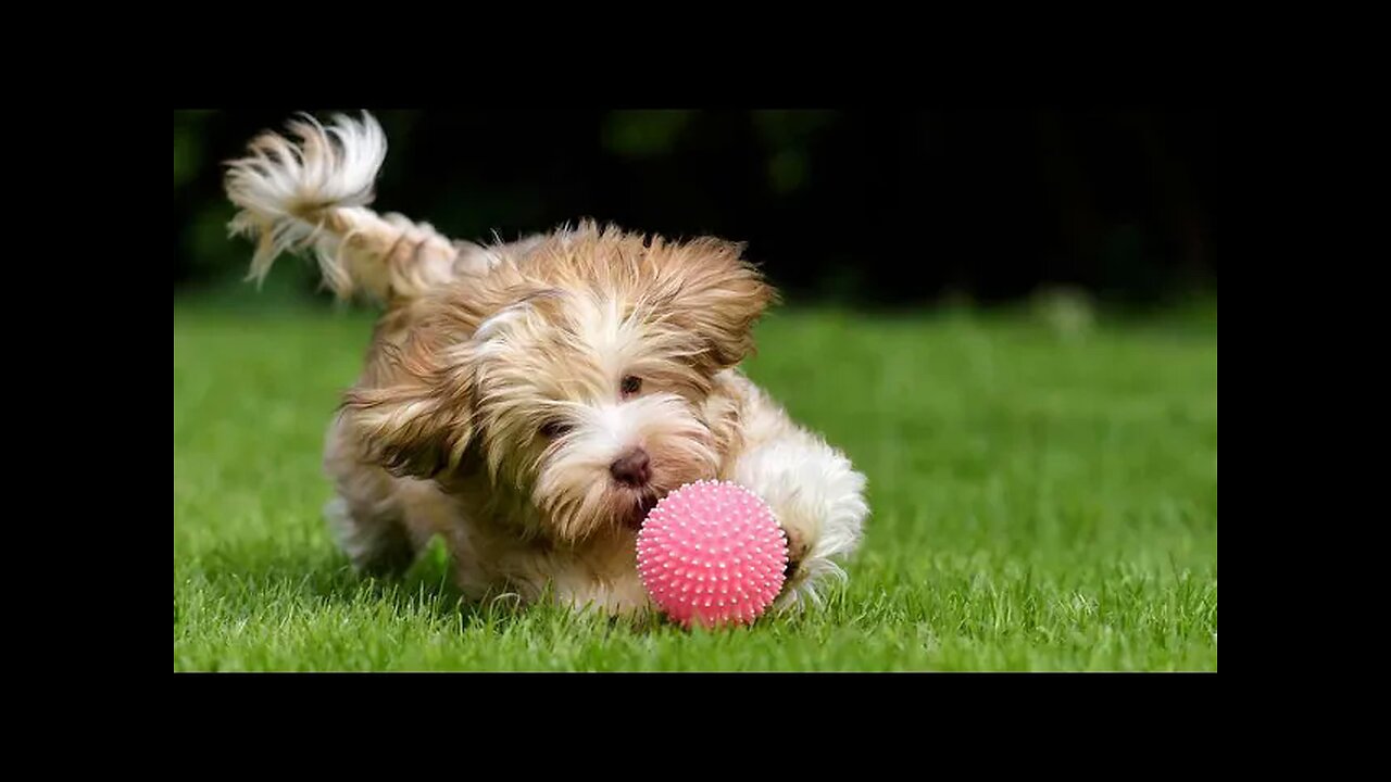 Dogs Playing with Squeaky Toys Compilation 2024