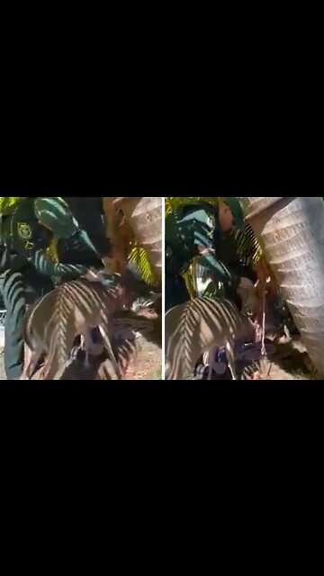 Sheriff's deputies rescue deer entangled in a mesh hammock