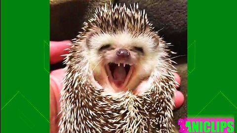 The Funniest and Most Humorous Animals Videos Ever 🐹