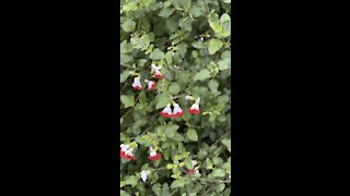 Bleeding Heart Flowers