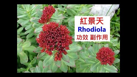 사람을 살리는 음식 사람을 죽이는 음식, 최철한,동의보감, 뿌리채소, 나무, 무, 배추, 기운, 동치미,순무, 고산식물, 활성산소, 혈청주사, 동충하초, 적영지, 아가리쿠스,버섯