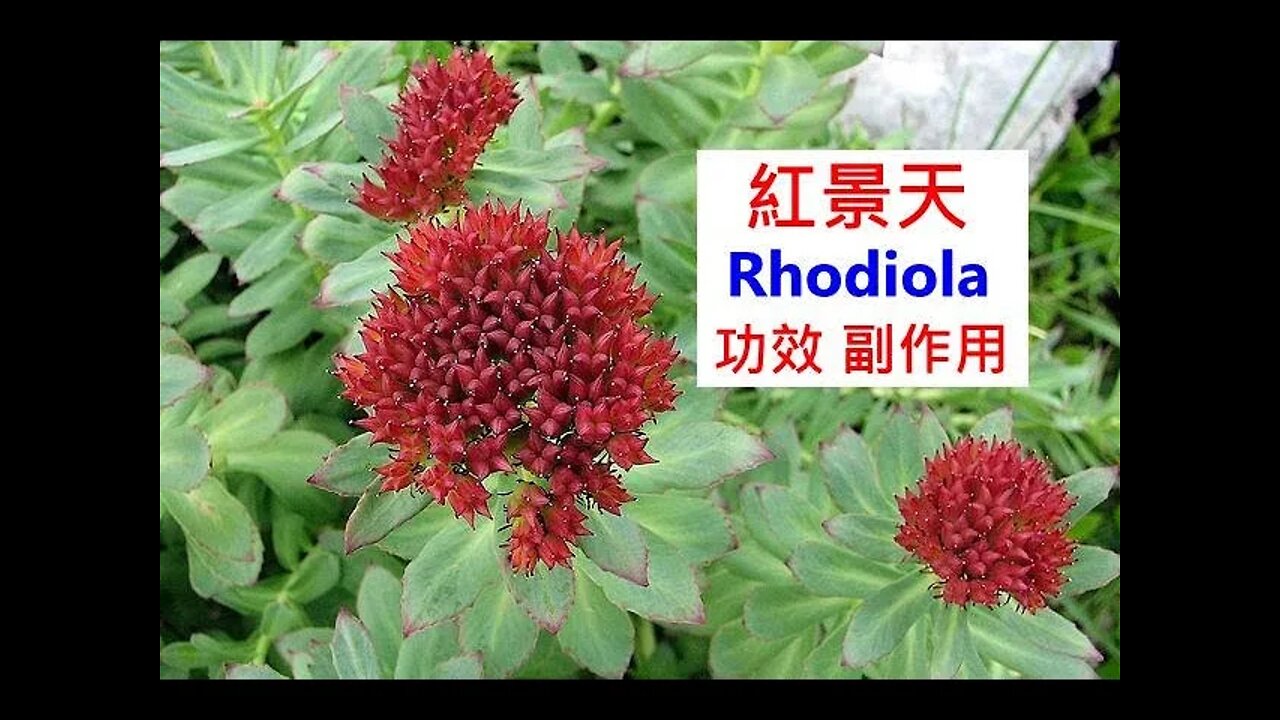 사람을 살리는 음식 사람을 죽이는 음식, 최철한,동의보감, 뿌리채소, 나무, 무, 배추, 기운, 동치미,순무, 고산식물, 활성산소, 혈청주사, 동충하초, 적영지, 아가리쿠스,버섯