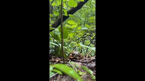 Box turtle time lapse