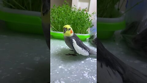 Jojo's Hilarious Mix-up: Kukki vs. Dibi Do Comedy Short! 😂