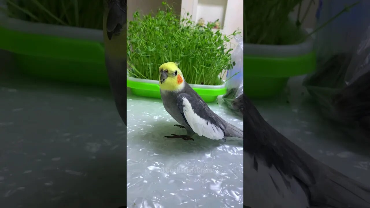 Jojo's Hilarious Mix-up: Kukki vs. Dibi Do Comedy Short! 😂