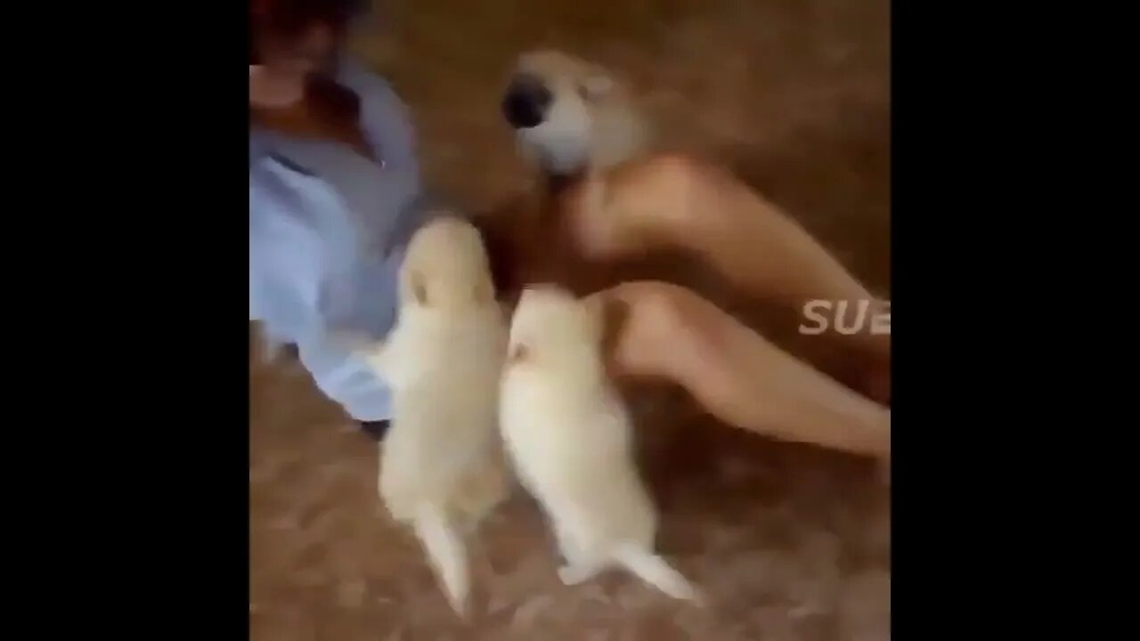 Hooman attacked by cuteness 🐕😂🤣