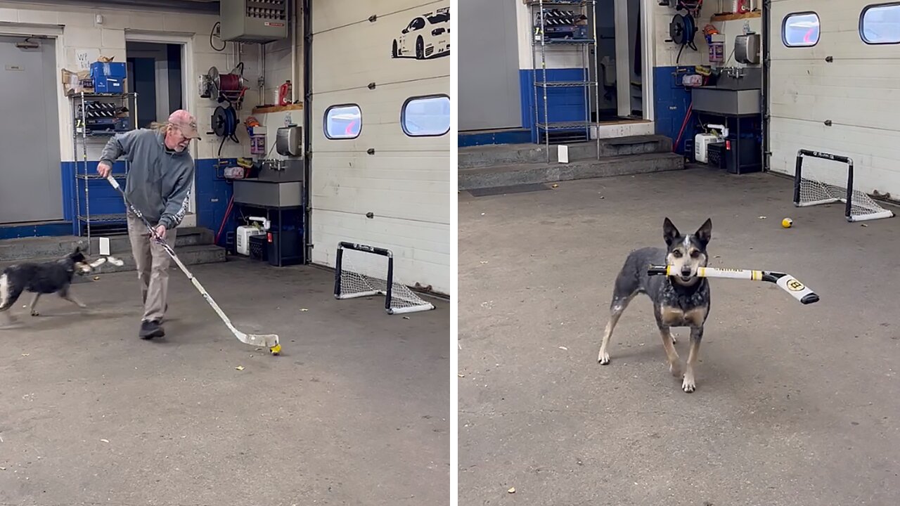 Athletic Pup Hits Slap Shot Into Hockey Goal