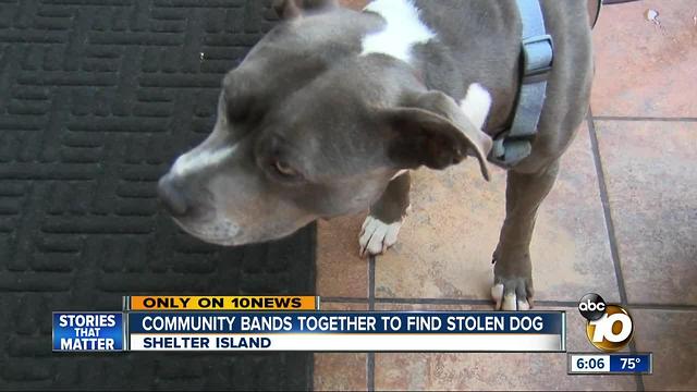 Community bands together to find stolen dog