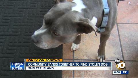 Community bands together to find stolen dog
