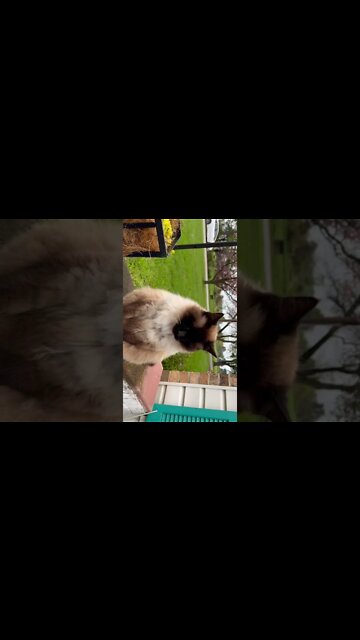 Boycat stops by to say hello￼