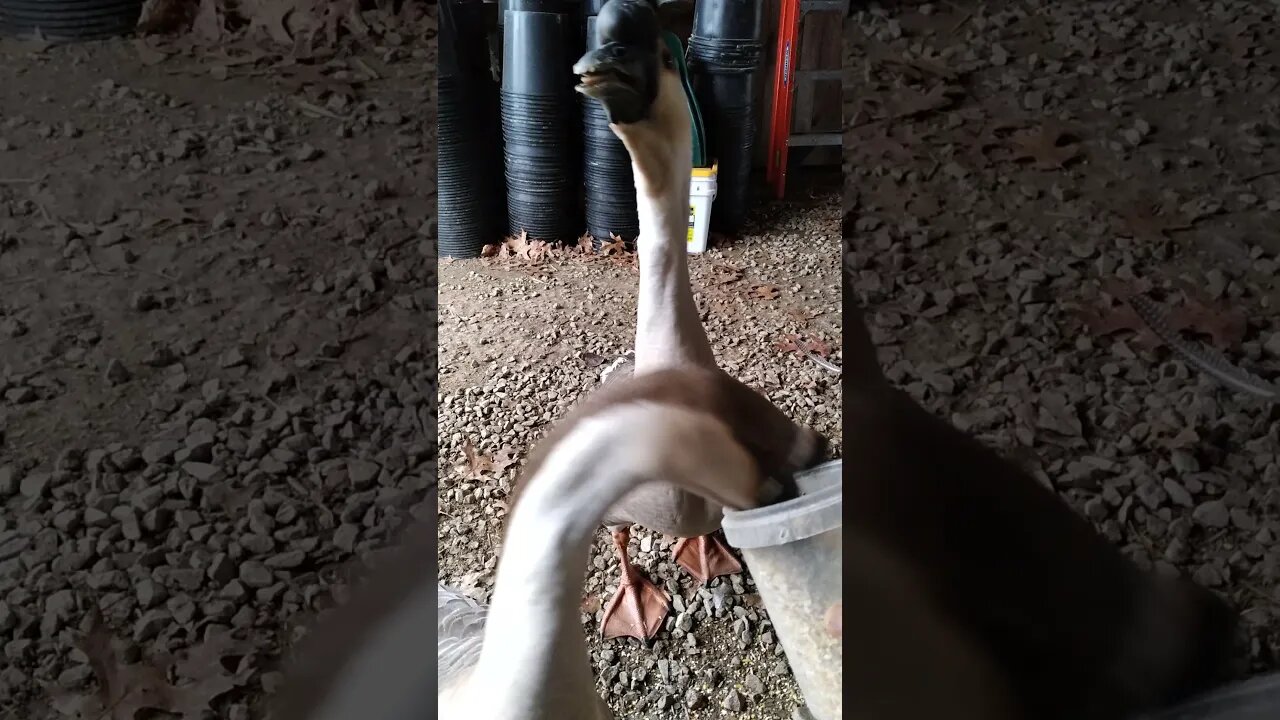 Feeding the Geese