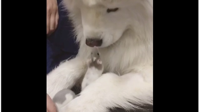 Rats Share Kisses With A Gentle Canine Buddy