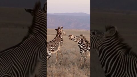 The Largest Wild Animals in the Horse Family!🤔#shorts #safari #travelling