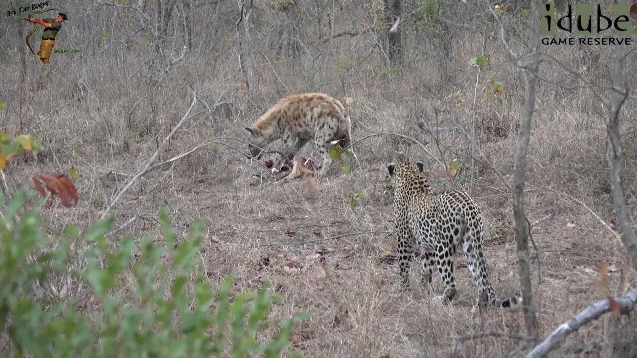 Leap Of Leopards - Mother And Cubs (30): Reclaiming A Meal From A Hyena