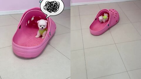 Puppies using shoes as a house