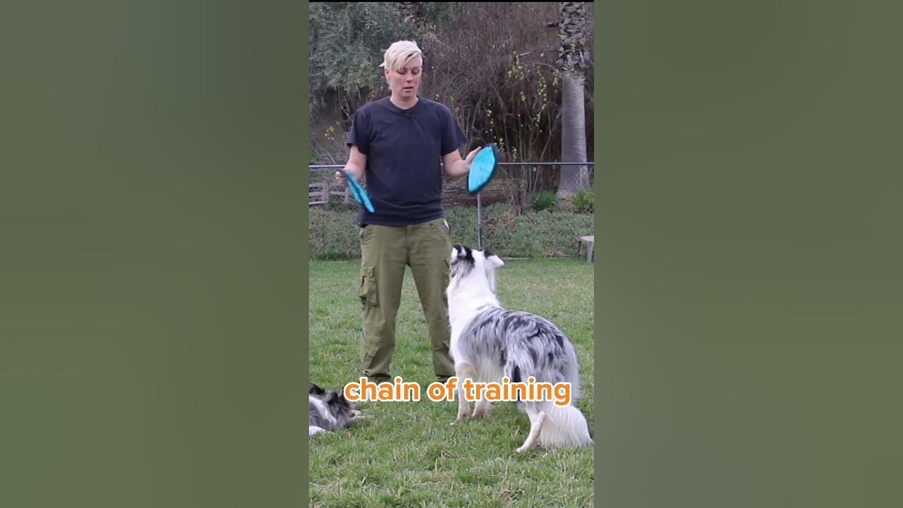 WHY I make the Dog Training cue DROP fun