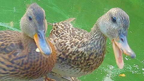 Ducklings Have Joined Mother Hen to Oppose the Pigeon Menace. Gadwall Ducks